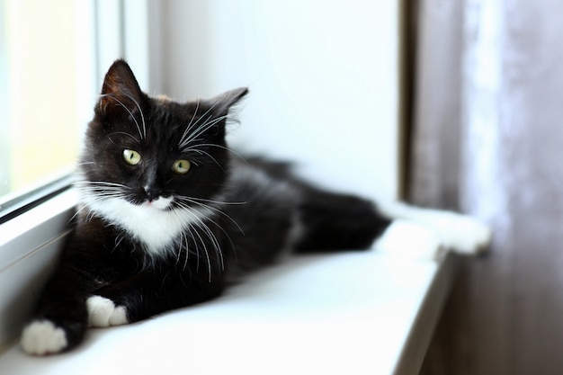 Gato preto e branco, deitado pela janela