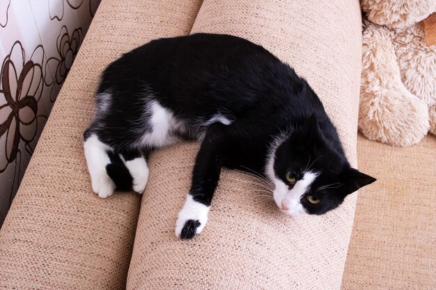 Gato preto e branco deitado relaxando na almofada traseira de um sofá marrom