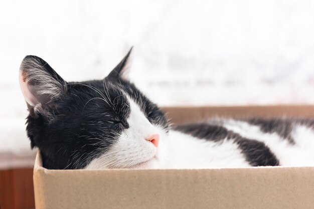 Gato preto e branco dormindo em uma caixa de papelão