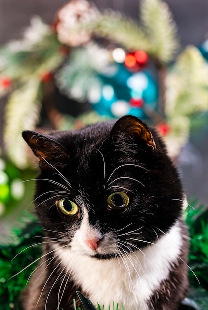 Gato preto e branco e brinquedos de Natal.