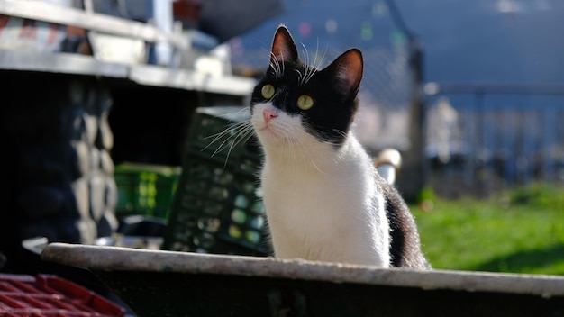 Gato preto e branco em cima de um carrinho de mão no jardim