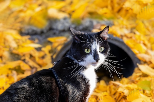 Gato preto e branco em um fundo de folhas amarelas de outono