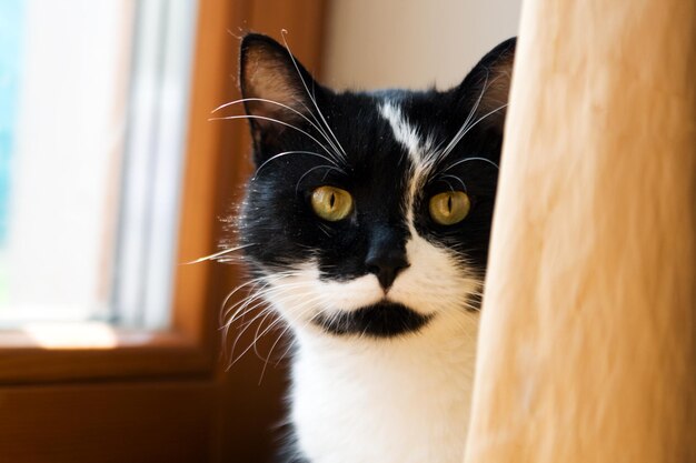 Gato preto e branco escondido atrás de uma cortina amarela