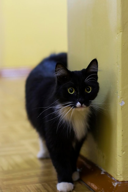 Gato preto e lindo com olhos amarelos