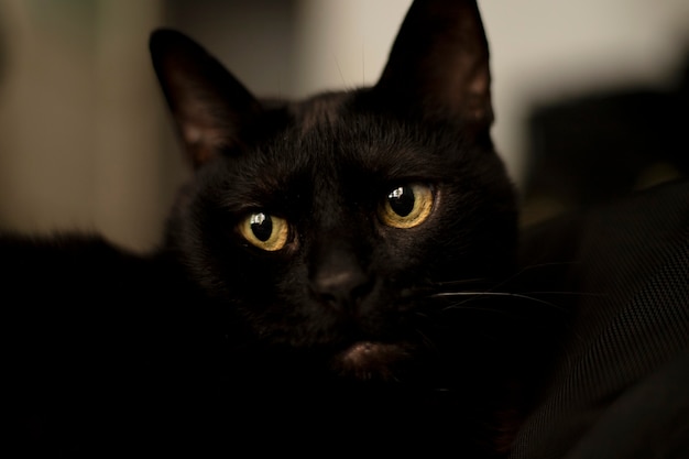 Gato preto em casa com olhar melancólico