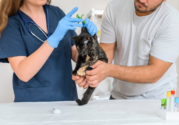 Gato preto em um veterinário examinando segurado pela dona doutora dá uma injeção com um