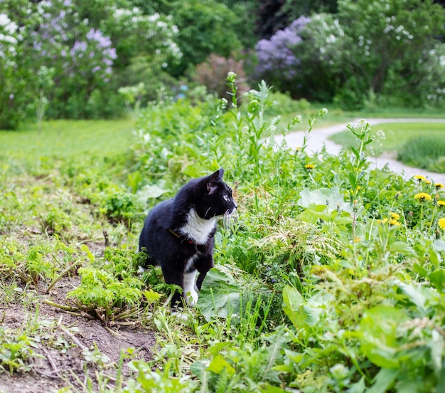 Gato preto entre grama verde no pano de fundo de arbustos lilás flor durante a caminhada no jardim no dia de verão