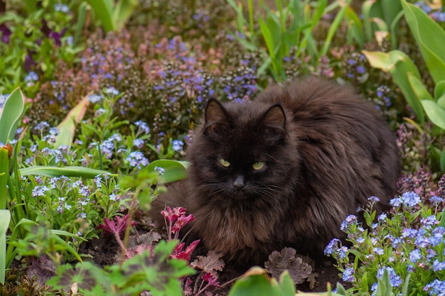 Gato preto está em flores coloridas e bokeh verde ao fundo Gato preto lindo e plantas florescendo no jardim Kitty está na paisagem de verão