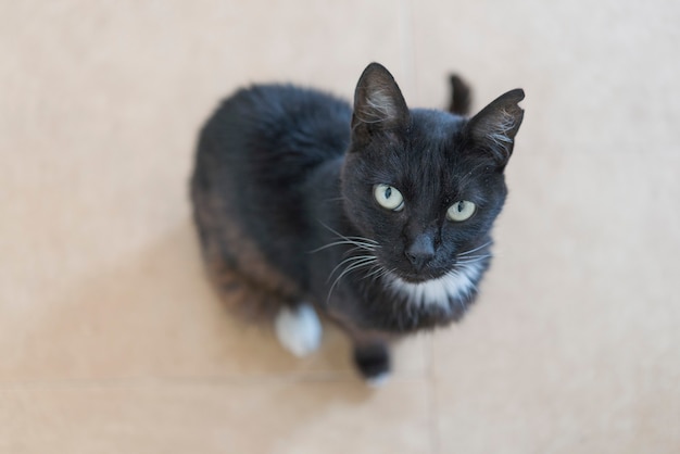 Gato preto está sentado em casa