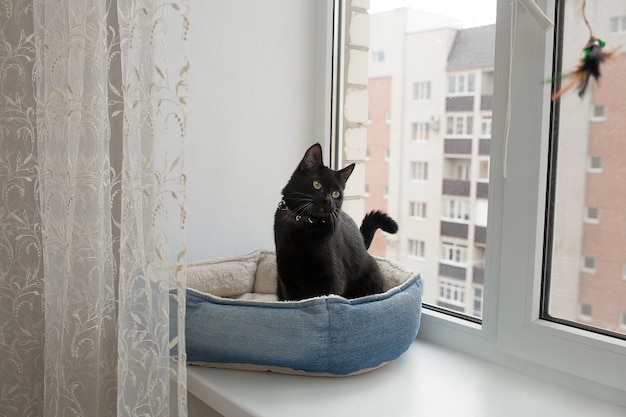 gato preto está sentado na janela em seu berço