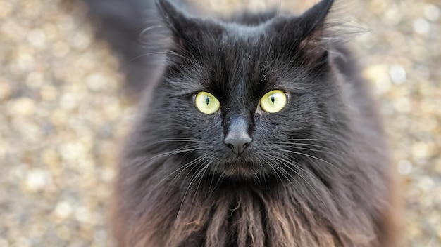 Gato preto fofo com olhos verdes senta-se em orelhas em movimento no chão