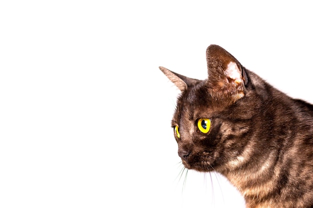 Gato preto isolado com olhos âmbar em um fundo branco