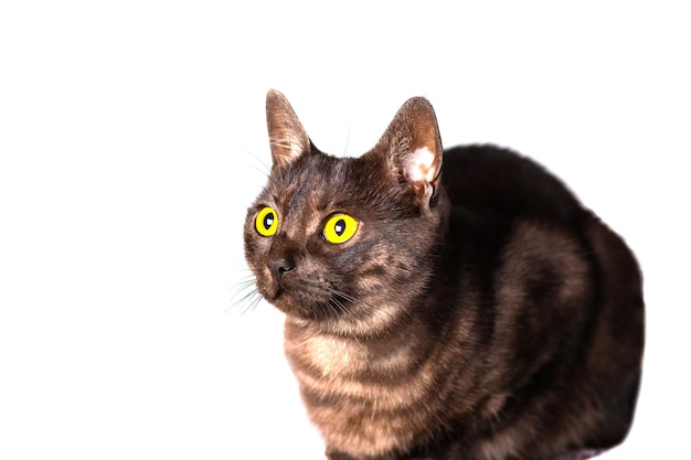 Gato preto isolado com olhos âmbar em um fundo branco