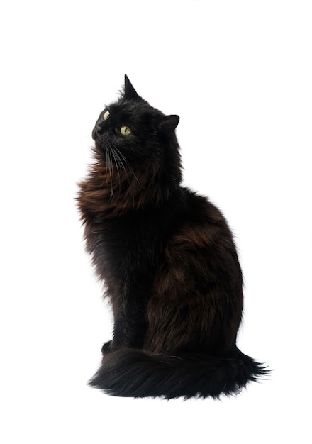 Gato preto isolado na superfície branca.