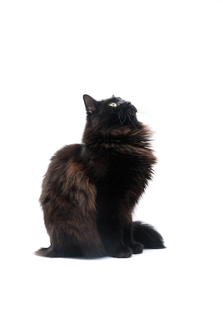 Gato preto isolado na superfície branca.
