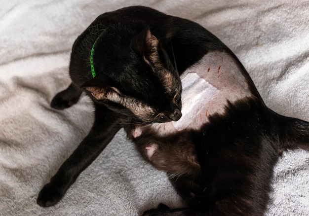 Gato preto lambendo ferida de castração