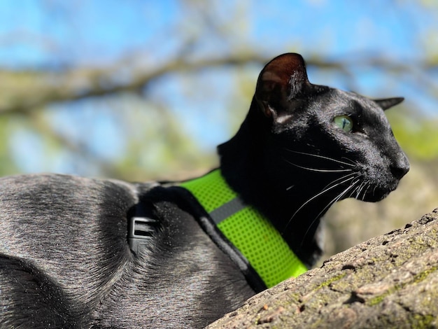 gato preto na árvore