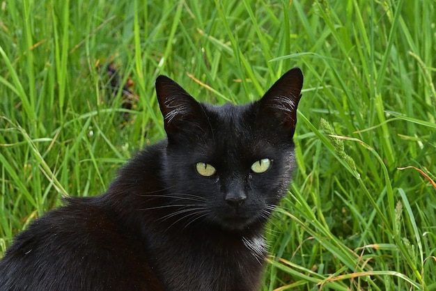 gato preto na grama