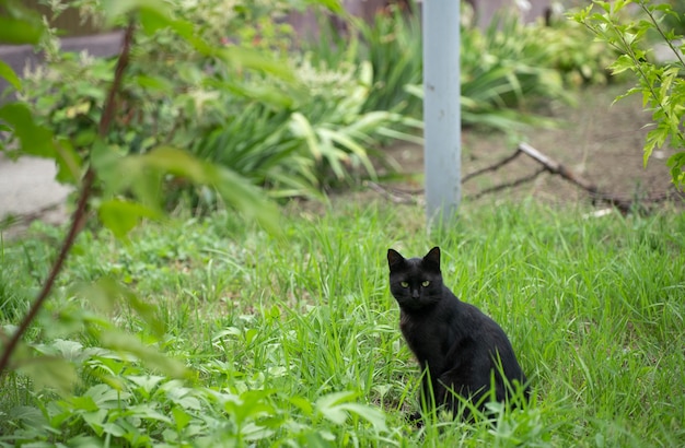 Gato preto na rua