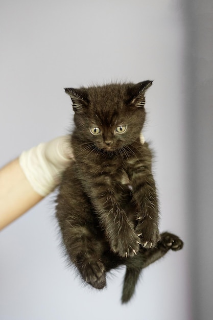 Foto gato preto nas mãos de um veterinário clínica veterinária de tratamento de animais de estimação