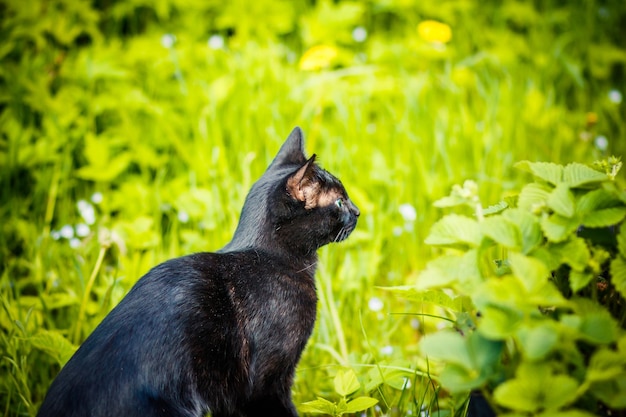 Gato Joga Basquete No Campo 3 Imagem de Stock - Imagem de prado, feriado:  177096899