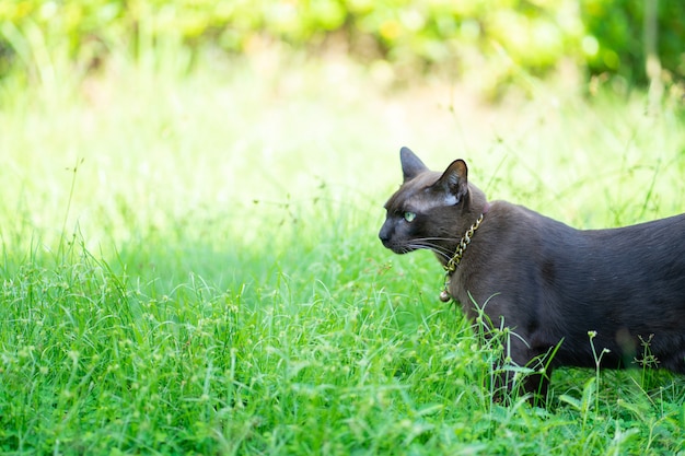 Gato preto no jardim