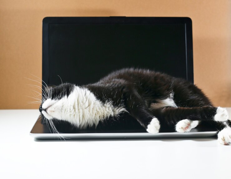 Foto gato preto no laptop