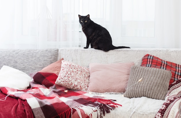 Gato preto no sofá com almofadas e mantas