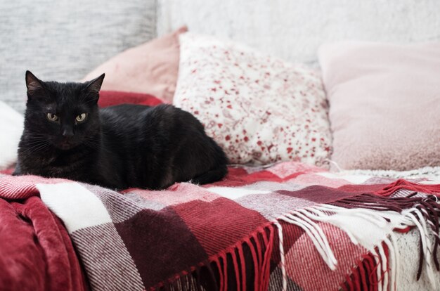 Gato preto no sofá com almofadas e mantas