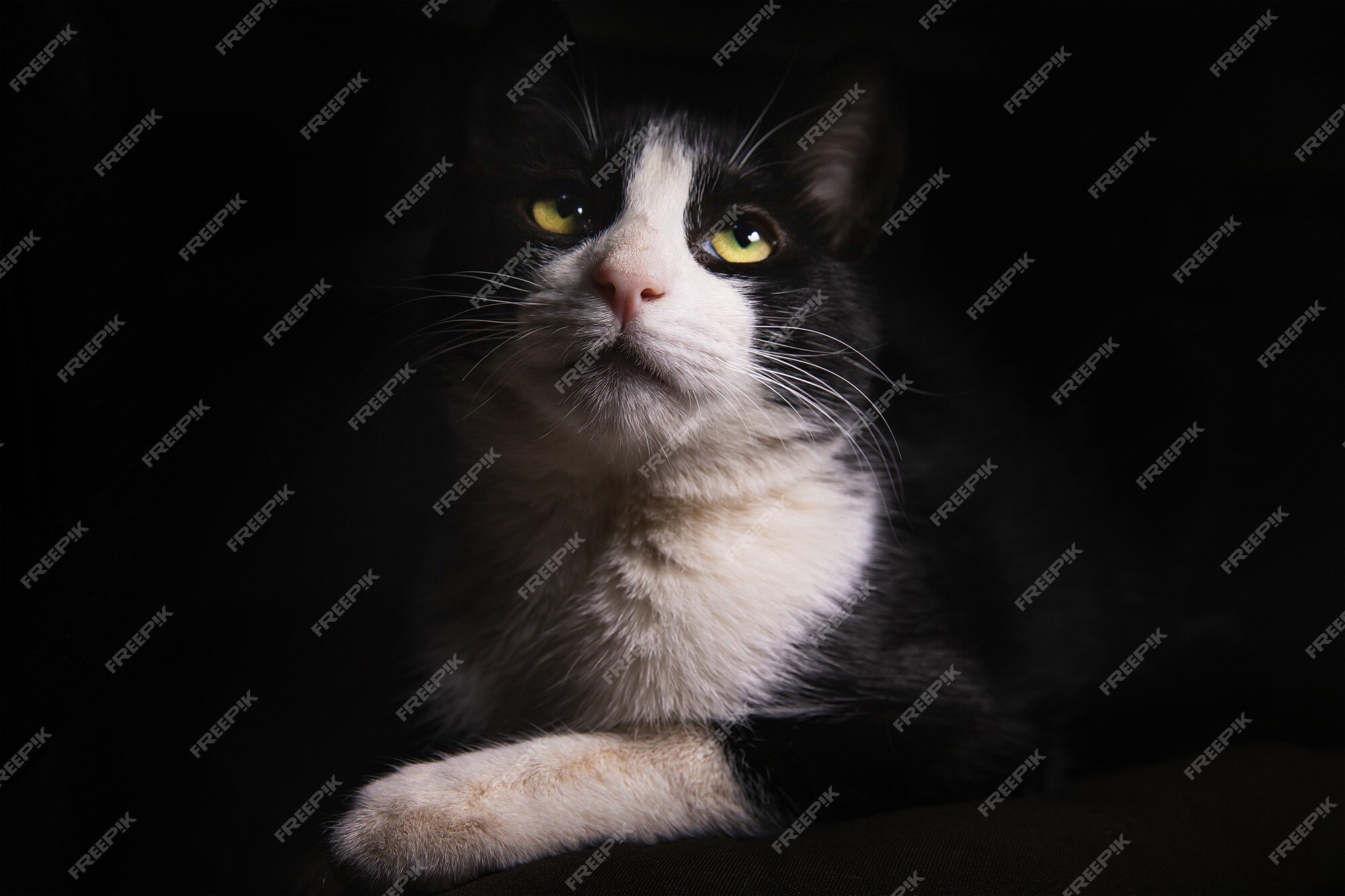 Retrato De Um Gato Preto Com Um Pescoço Branco Olhando Para O Jogo a  Distância Foto de Stock - Imagem de distância, cauda: 221727350