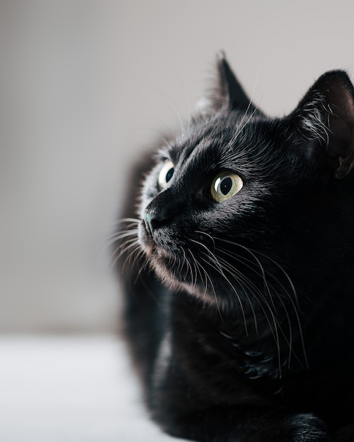 Gato preto olhando para o foco seletivo