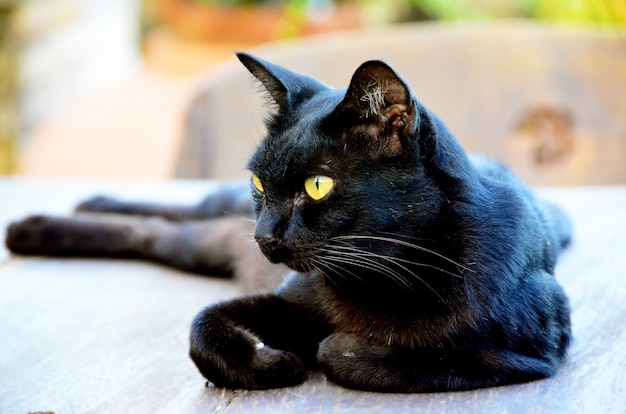 Gato preto relaxante