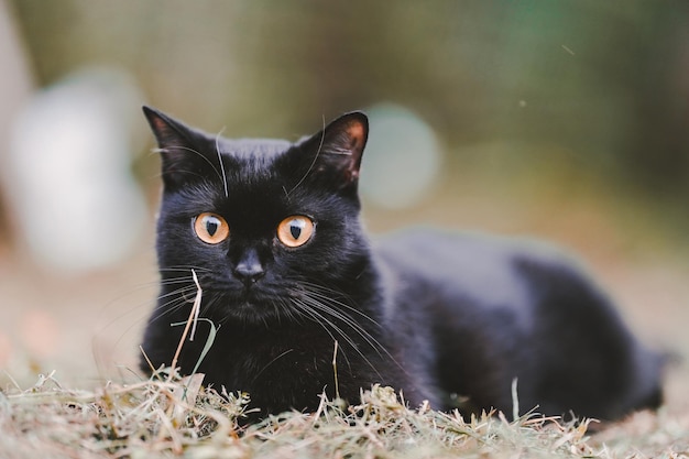 Gato preto Scottish Fold sentado na grama olhando para a câmera