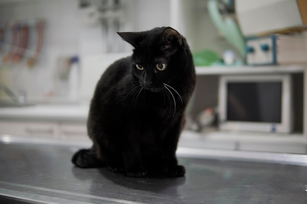 gato preto sênior no veterinário