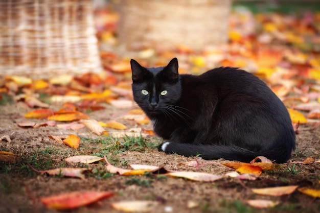 Gato preto senta-se no chão no parque no outono