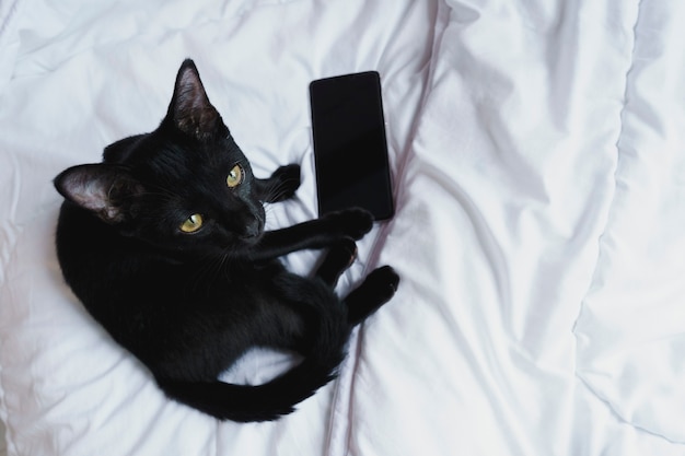 Gato preto sentado a olhar para a câmera na cama branca com telefone com tela preta em branco.