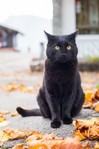Gato preto sentado do lado de fora de casa.