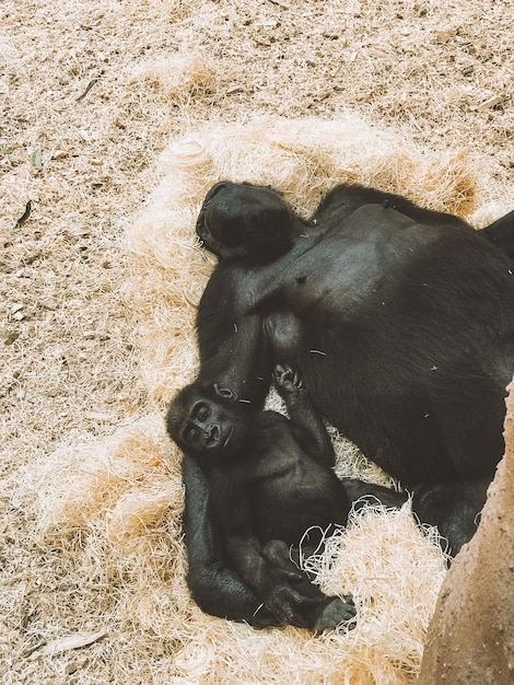 Foto gato preto sentado no chão