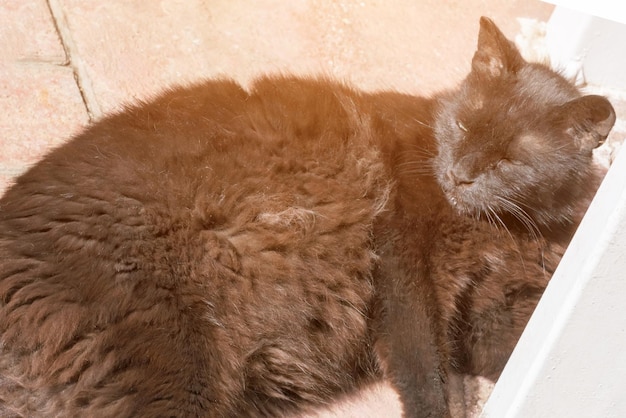 Gato preto sujo sem-teto dormindo na calçada
