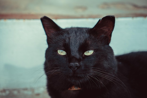 Gato preto tomando sol