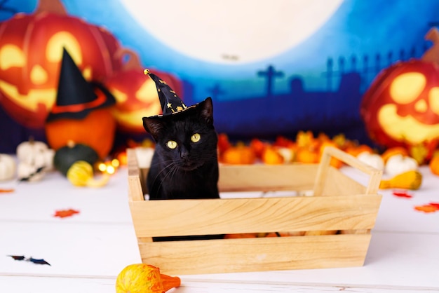 Gato preto usando chapéu para halloween deitado no fundo de halloween.