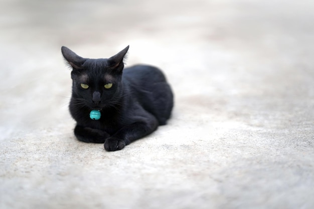 Foto gato preto usando um sino azul estava olhando para frente com olhos ferozes no chão de concreto copiar espaço