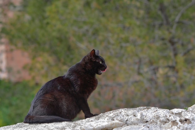 Gato preto vadio descansando no topo de uma parede