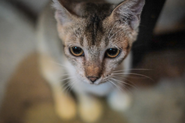 Gato, primer plano, cara