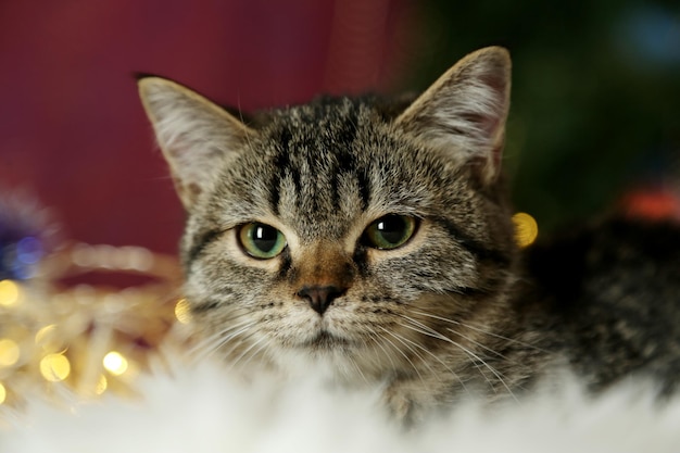 Gato con primer plano de guirnalda de Navidad