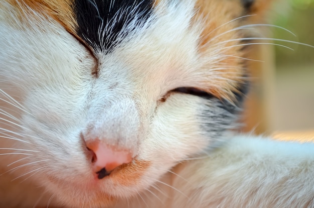 Foto gato del primer en el sol