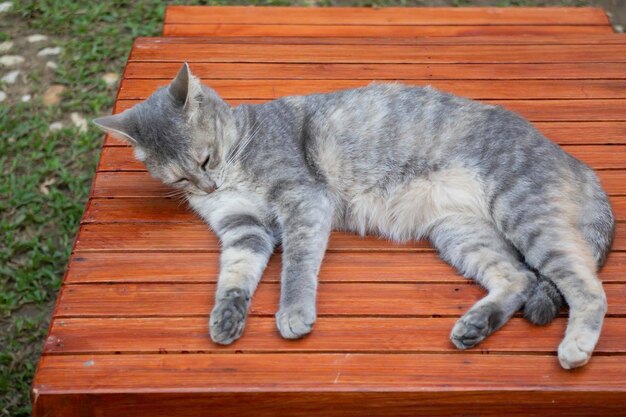 Gato de pueblo local tailandés en muchas acciones