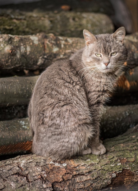 Gato de pueblo parado en un árbol Bonito gato en el suelo