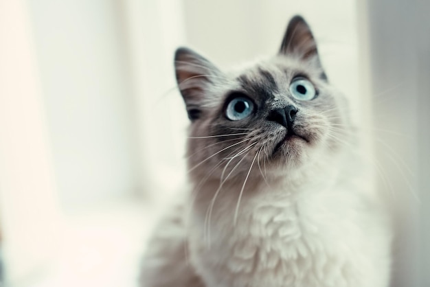 Foto el gato de pura raza neva masquerade blanco mira hacia arriba