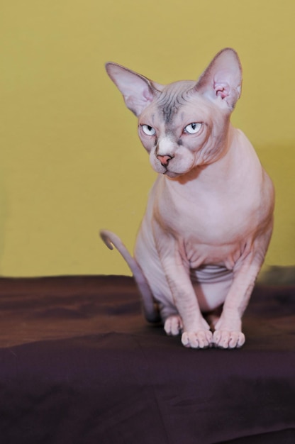 Gato de pura raza Sphinx con mesa